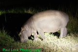 Hippopotamus at night