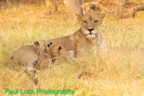 Lioness feeding cubs
