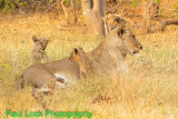Lioness with cubs