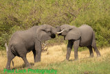 Elephants having a "wrestle"