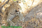 Leopard watching