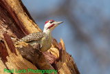 Bennett's Woodpecker