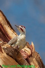 Bennett's Woodpecker