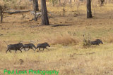 A family of Warthogs on the trot