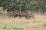 Wild Dogs eating their kill