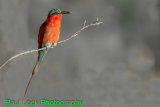 Southern Carmine Bee-eater
