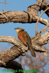 Coppery-tailed Coucal (lays eggs in other bird's nests)