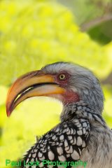 Yellow-billed Hornbill