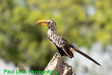 Yellow-billed Hornbill