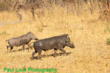 Male and female Warthogs