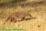 Banded Mongoose