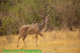 Greater Kudu. A popular meal for a lion