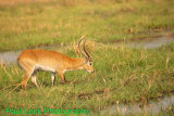 Red Lechwe