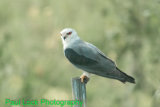 Black-shouldered Kite