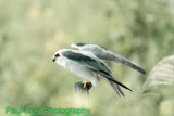Black-shouldered Kite