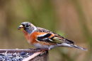 Brambling