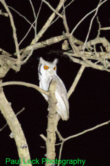Northern White-faced Owl