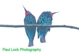 Black Bee-eaters