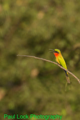 Red-throated Bee-eater