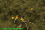 Red-throated Bee-eaters