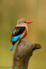 Grey-headed Kingfisher