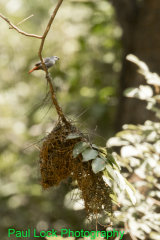 Lavender Waxbill with a potential nest