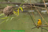 Orange Weaver and nest