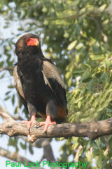 Bateleur