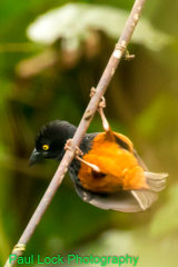 Vieillot's Black Weaver