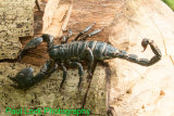Emperor Scorpion