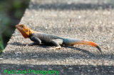 Agama Lizard