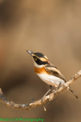 Senegal Batis
