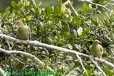 African Green Pigeons