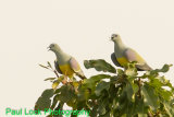 Bruce's Green Pigeons