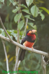 Bearded Barbet