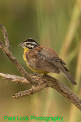 Brown-rumped Bunting