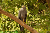 Harrier Hawk