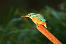 Kingfisher