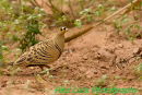 Four-banded Sandgrouse