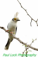 White Helmetshrike