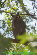 Verreaux's Eagle Owl
