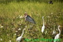 Marabou Stork with smaller friends
