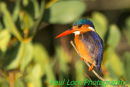 Malachite Kingfisher