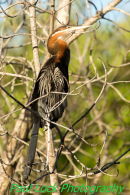 African Darter