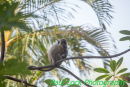 Young Vervet Monkey