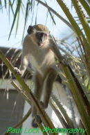 Young Vervet Monkey