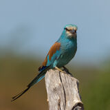 Abyssinian Roller