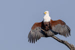 African Fish Eagle
