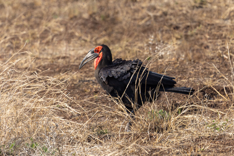African Ground Hornbill