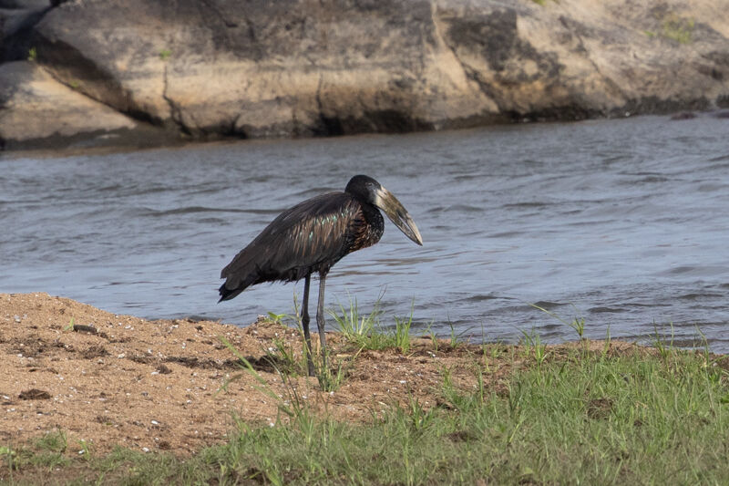 African Openbill